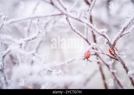 Close-up of hoar frost on rosehip bush branches. Cold weather background concept. Frost covered branch of rose hip with red berries in winter. Stock Photo