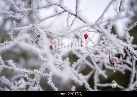 Close-up of hoar frost on rosehip bush branches. Cold weather background concept. Frost covered branch of rose hip with red berries in winter. Stock Photo