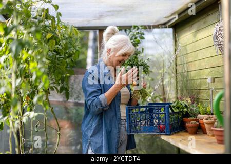 Smiling senior woman holding a box of freshly harvested vegetables from her greenhouse Stock Photo