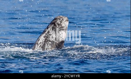 Risso's dolphin breaching near the coast of island Pico (Azores) Stock Photo