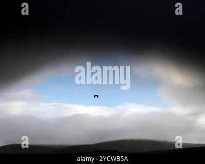 Heron flying through rain clouds, RSPB Insh marshes, Kingussie, Scotland Stock Photo