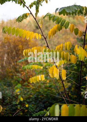 wet golden leafs on tree Stock Photo