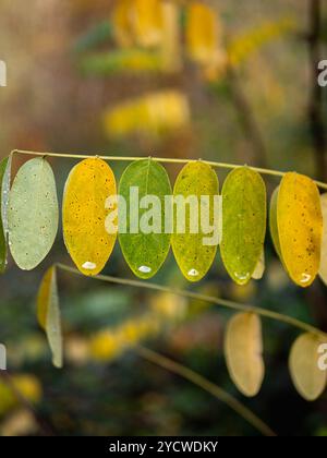 waterdrops on autumn leafs Stock Photo