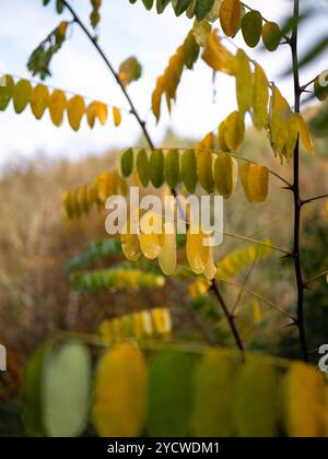 waterdrops on autumn leafs Stock Photo