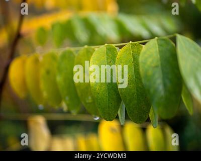 waterdrops on autumn leafs Stock Photo