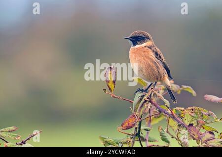 Common or European Stonechat (Saxicola rubicola) an Autumn male perched on Bramble, Cornwall, UK. Stock Photo