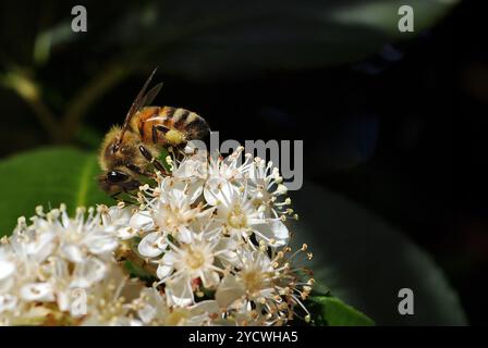 Honey bee on white blossom flowers. A Honey Bee collecting pollen on small white flowers. Bee covered in pollen Stock Photo