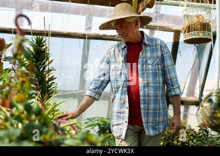 Elderly man wearing a straw hat tending to plants in greenhouse. He is wearing a plaid shirt and red t-shirt while surrounded by greenery, indicating engagement in gardening Stock Photo