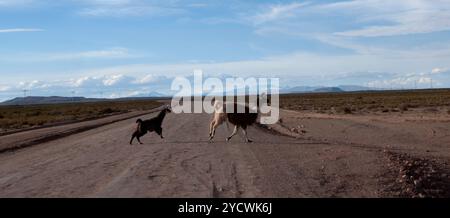 Mother and Baby Alpaca running across a desert road in Bolivia, running in front of car towards fresh grazing land Stock Photo