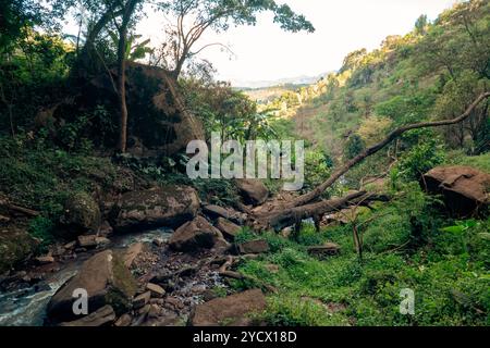 Magamba Scenic View of Kisasa Waterfalls in Magamba Nature Forest Reserves ...