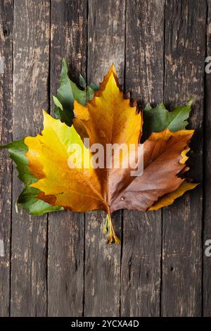 Green, orange and gold, wet maple tree autumn leafs on a faded wooden background. Top view, studio, isolated, no people. Stock Photo