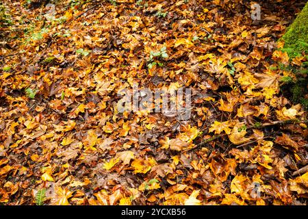 Golden, orange autumn maple leafs covering a forest footpath in Europe. Top view, no people. Stock Photo