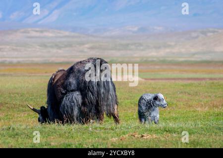 Female black yak with its baby in the pasture, Kyrgyzstan Stock Photo