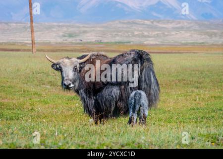 Female black yak with its baby in the pasture, Kyrgyzstan Stock Photo