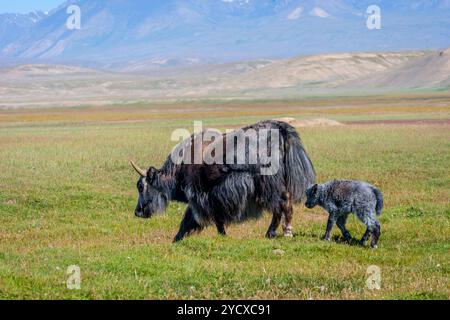 Female black yak with its baby in the pasture, Kyrgyzstan Stock Photo