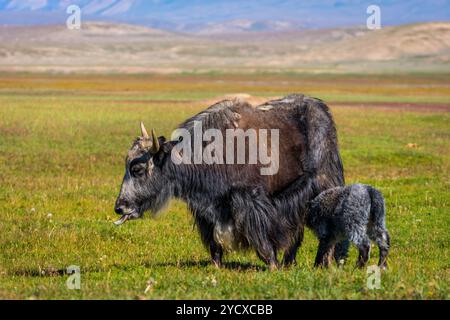 Female black yak with its baby in the pasture, Kyrgyzstan Stock Photo