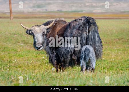 Female black yak with its baby in the pasture, Kyrgyzstan Stock Photo