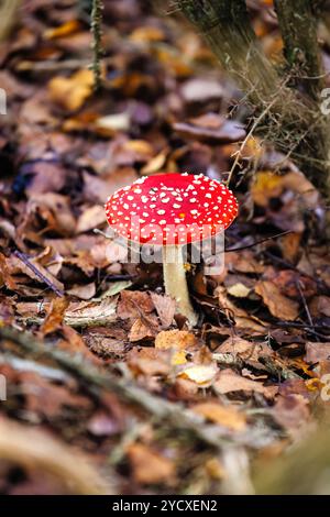 Red fruiting body with white spots of a fly agaric (Amanita muscaria) toadstool growing in undergrowth at Frensham Little Pond, Surrey in autumn Stock Photo