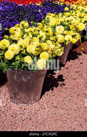 A vivid image showcases yellow dahlias blooming in brown pots, set against a multicolored backdrop of various flowers Stock Photo