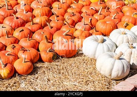 A vibrant display of various pumpkins, ranging from deep orange to pale white, neatly arranged on a hay-covered ground, capturing the essence of autum Stock Photo