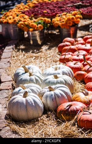 A vibrant outdoor display of multicolored pumpkins arranged on a bed of straw, accompanied by bright autumn flowers in the background Stock Photo