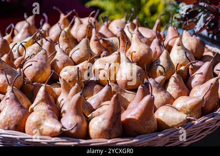 A close-up image of pears freshly harvested and placed in a wicker basket under bright sunlight The rustic charm of the wicker and natural tones of th Stock Photo