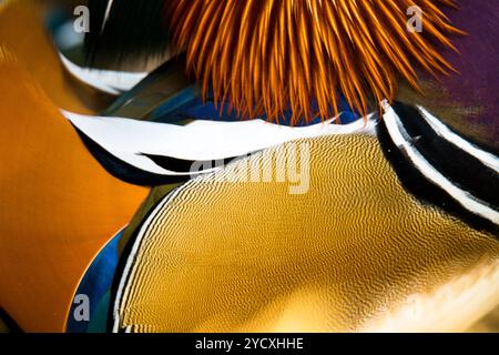 Exquisite close-up crop shot capturing the vibrant and detailed plumage of a Mandarin duck, showcasing a rich array of colors and textures. Stock Photo