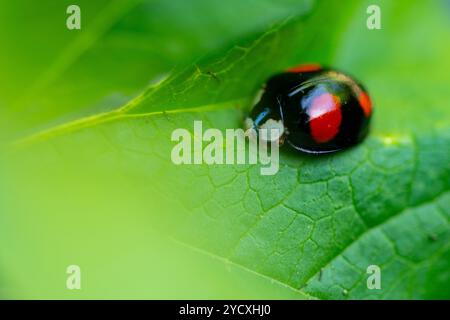 A vivid close-up image capturing a ladybug or Coccinellidae with distinctive spots resting on the vibrant surface of a green leaf. Stock Photo