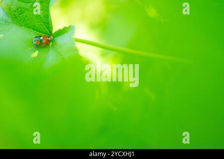 A close-up image of a single ladybug resting on a lush green leaf, with a soft, out-of-focus natural green background creating a serene atmosphere. Stock Photo