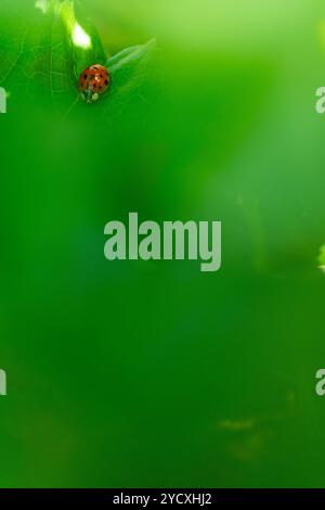 A vivid image capturing a ladybug on a leaf with a soft-focus green background enhancing its red and black spotted shell. Stock Photo
