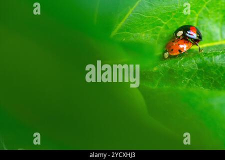 A vivid image capturing a lone ladybug perched delicately on a lush green leaf, showcasing intricate details against a soft, blurred greenery. Stock Photo