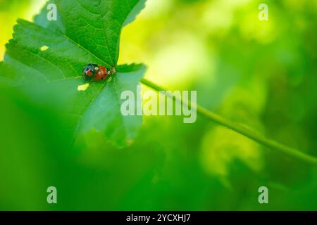 Vibrant image capturing two ladybugs in the act of mating on the fresh green foliage, showcasing their distinct red and black markings. Stock Photo