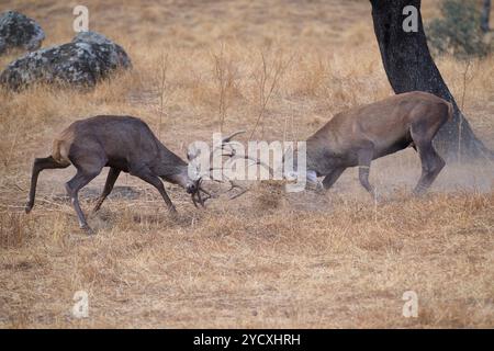 Two majestic deers engage in a dramatic rut as they lock antlers amidst the rugged terrain of Sierra Morena in Spain. Stock Photo