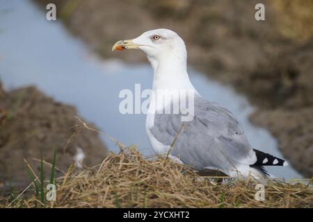 Close-up shot of a seagull sitting on a nest near the water's edge The bird is resting in its natural habitat, surrounded by dry grass and a calm, blu Stock Photo