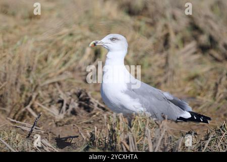 A detailed close-up portrait of a seagull, standing amidst grasses, exuding a sense of calm and elegance in its natural environment Stock Photo