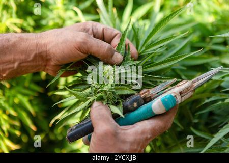 A close-up view of a farmer meticulously pruning cannabis plants, focusing on growth and flowering stages during a warm summer day Stock Photo