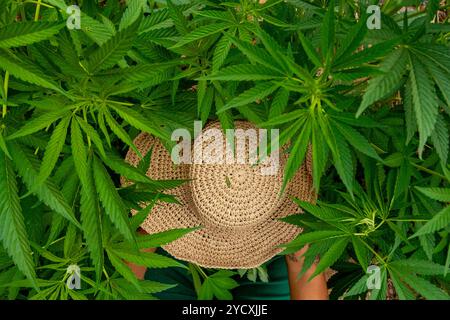 An overhead shot of a woman wearing a straw hat, working amidst tall cannabis plants in a lush field The image highlights the natural environment and Stock Photo