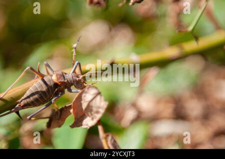 A detailed close-up image capturing a mountain cicada perched on a branch among foliage, showcasing its distinctive body structure and natural habitat Stock Photo