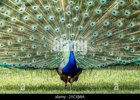 A vivid image capturing a peacock with its expansive and colorful tail feathers fully displayed, standing proudly on a green lawn Stock Photo