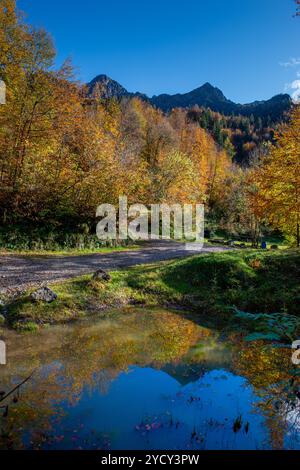 Forest of colorful autumn trees reflecting in calm lake Stock Photo - Alamy