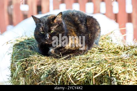 Cat sits on the hay in winter sunny day Stock Photo
