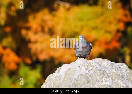 London, UK. 24th Oct, 2024. Wildlife and birds sunbathe. Trees and plants have taken on vibrant autumnal colours on a day with beautiful sunshine and blue skies with mild temperatures at Kew Gardens in West London today. Credit: Imageplotter/Alamy Live News Stock Photo