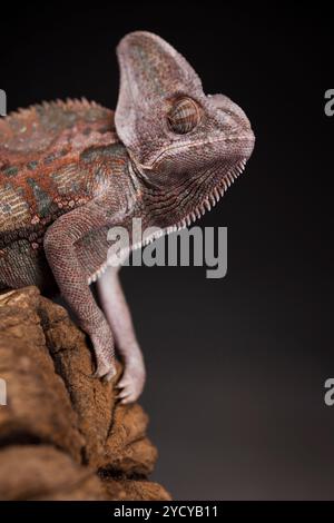 Green chameleon on the root, lizard, black background Stock Photo