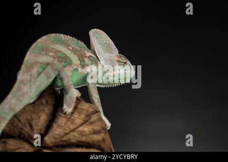 Green chameleon on the root, lizard, black background Stock Photo