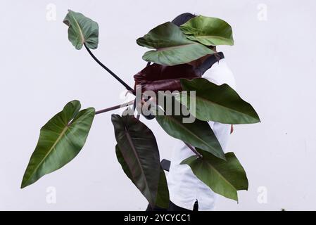 Closeup to Philodendron Majesty in the pot Stock Photo - Alamy