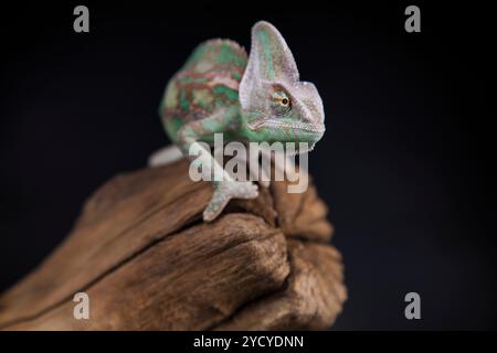 Green chameleon on the root, lizard, black background Stock Photo