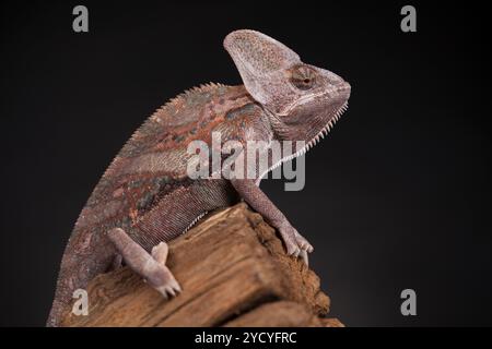 Green chameleon on the root, lizard, black background Stock Photo