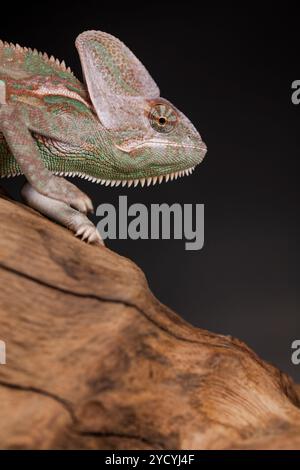 Green chameleon on the root, lizard, black background Stock Photo