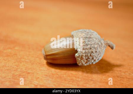 Macro photography of an acorn with a brown background. Autumn fruit. Stock Photo