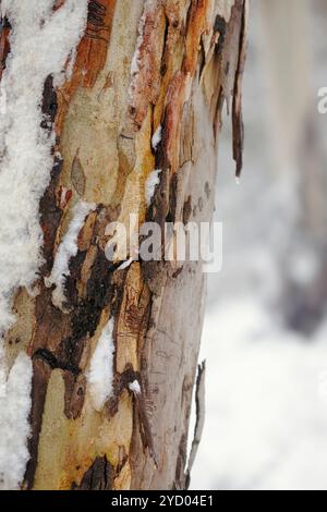 Colourful Australian gum tree bark in winter Stock Photo